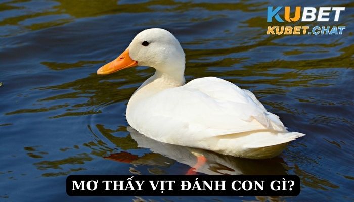 Mơ thấy vịt đánh con gì?